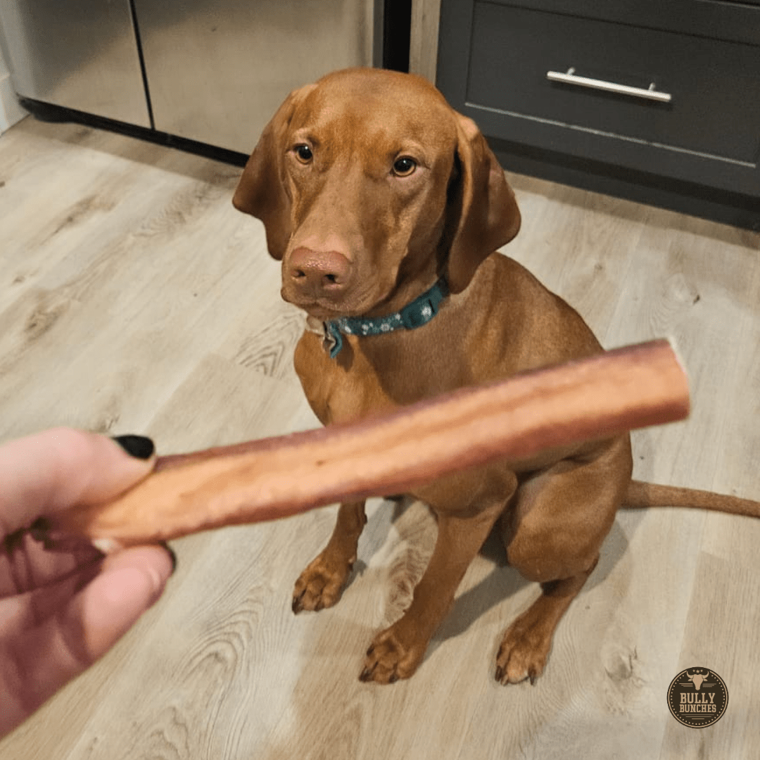 6 Inch Jumbo Bully Stick - themonogram manor 