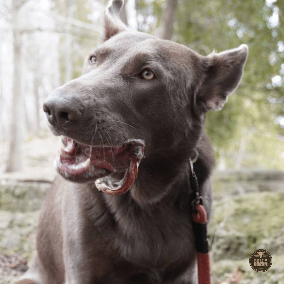 Small Bully Stick Ring - themonogram manor 