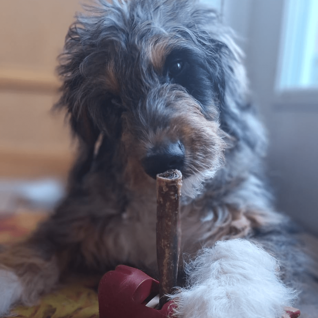 5-6 Inch Champion Chew - themonogram manor 