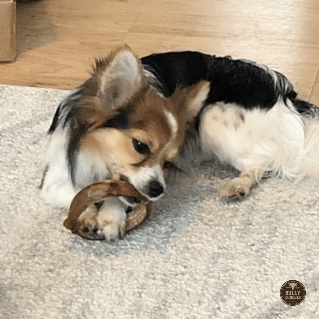 Small Bully Stick Ring - themonogram manor 