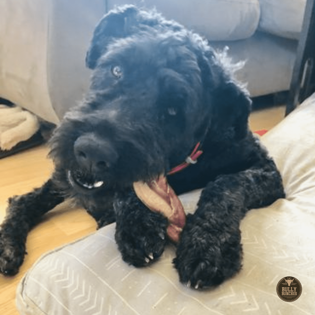 6 Inch Jumbo Braided Bully Stick - themonogram manor 
