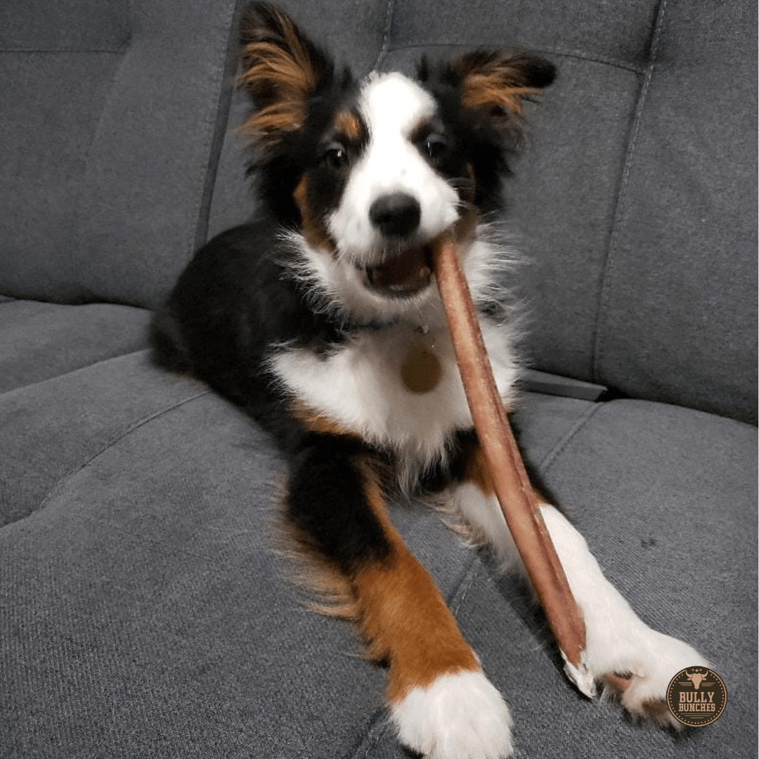 12 Inch Standard Bully Stick - themonogram manor 