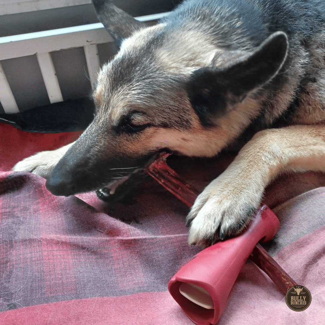 10-12 Inch Champion Chew - themonogram manor 