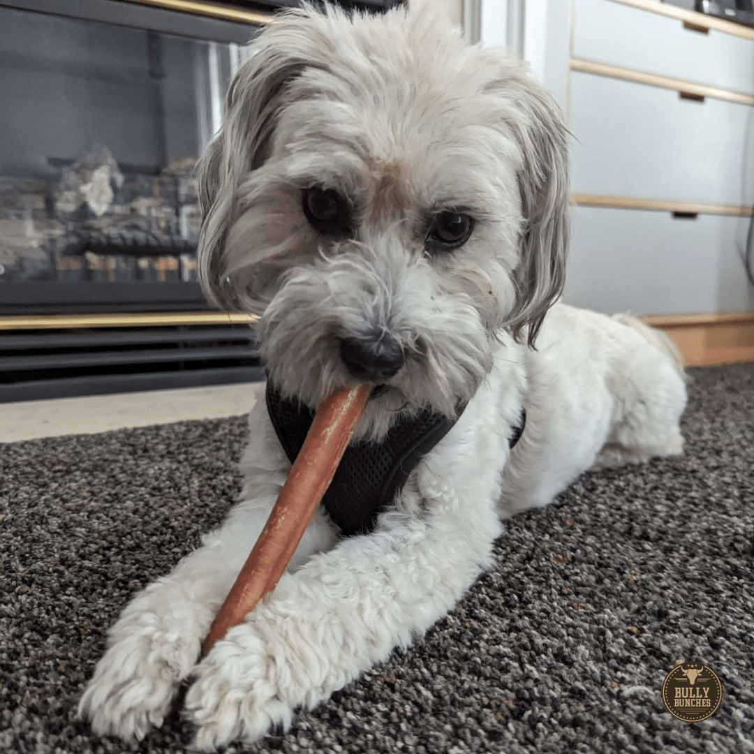 6 Inch Thick Bully Stick - themonogram manor 