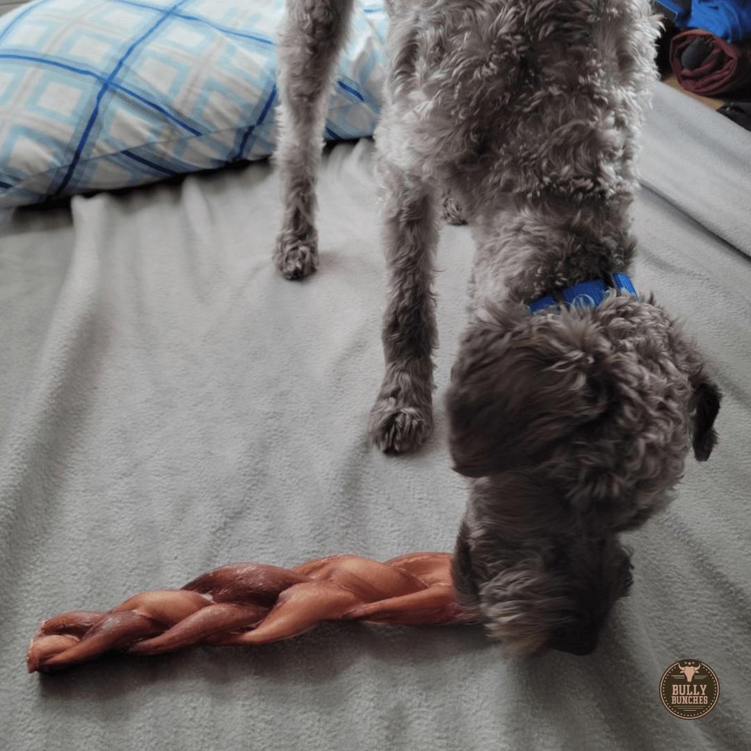 12 Inch Monster Braided Bully Stick - themonogram manor 