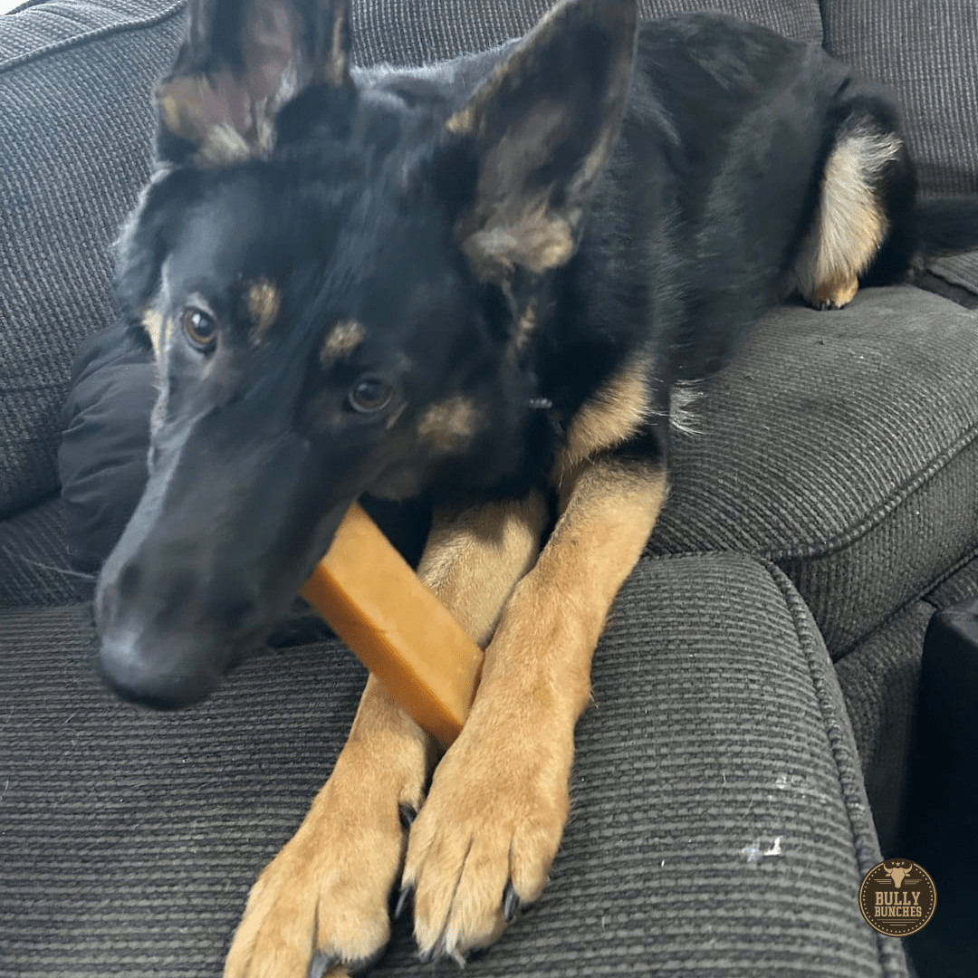 Himalayan Yak Chew (EXTRA LARGE) - themonogram manor 