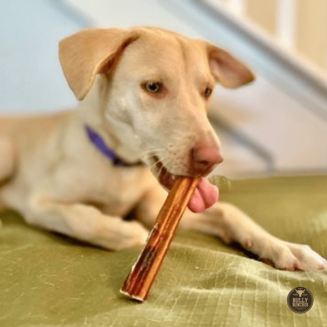 6 Inch Jumbo Bully Stick - themonogram manor 