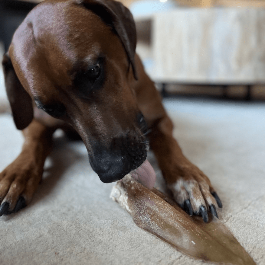 Natural Cow Ear - themonogram manor 