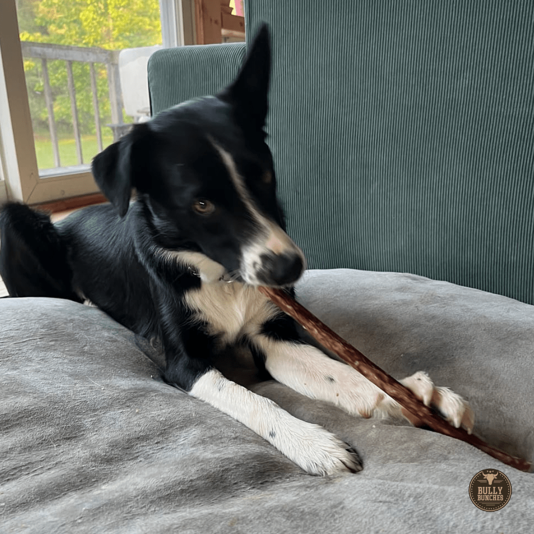 10-12 Inch Champion Chew - themonogram manor 