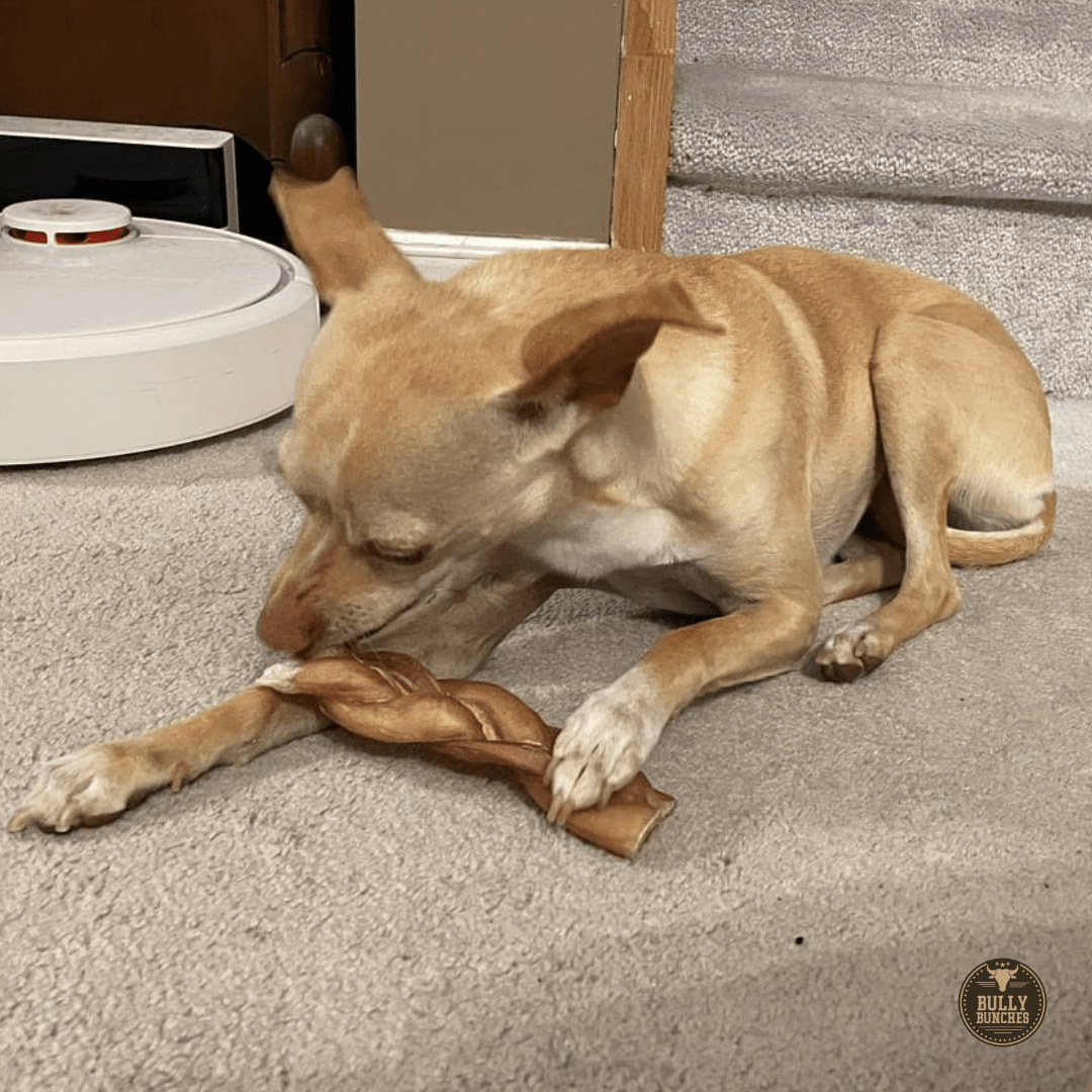 6 Inch Thick Braided Bully Stick - themonogram manor 