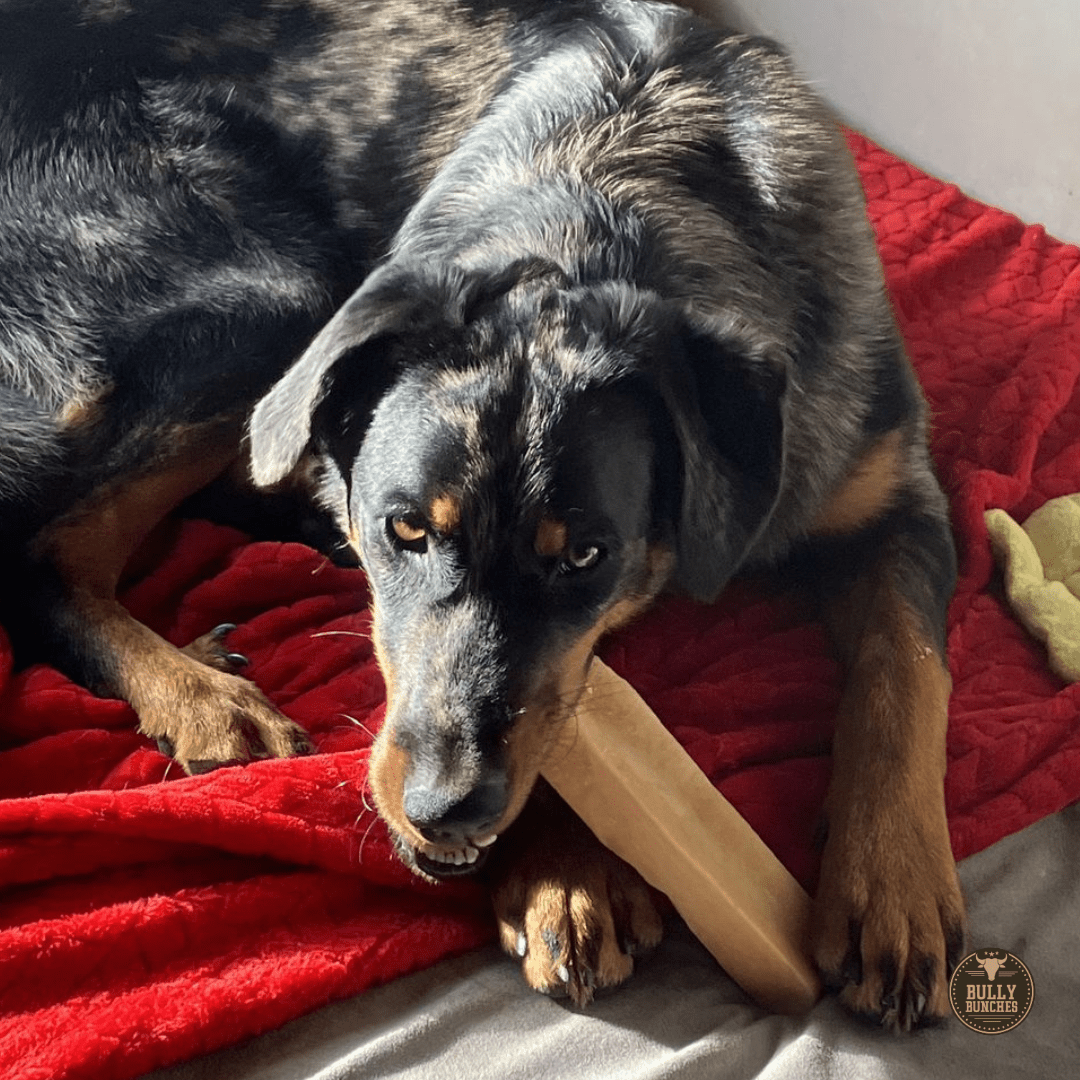 Himalayan Yak Chew (MEGA) - themonogram manor 