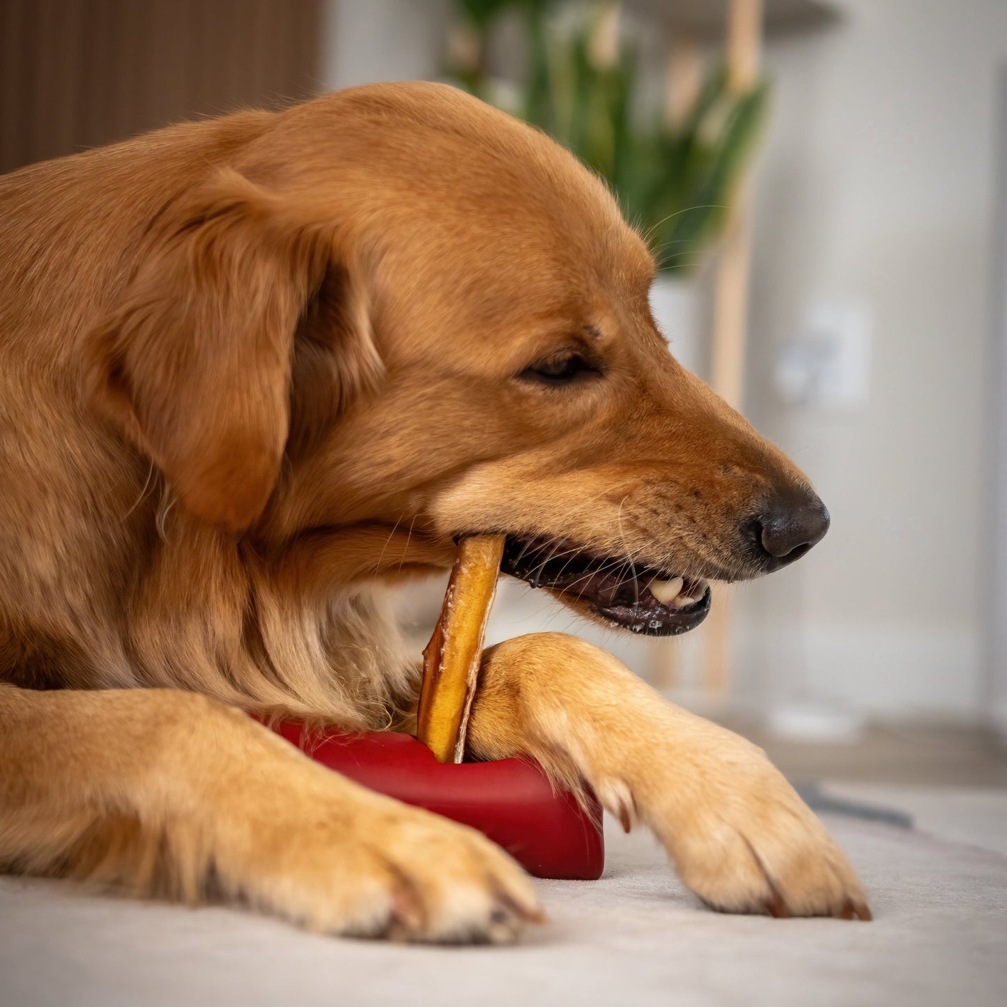 Bully Stick Safety Holder - themonogram manor 