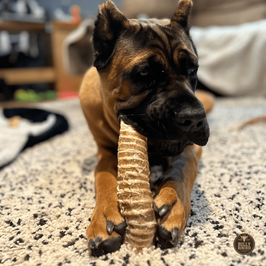 6 Inch Beef Trachea - themonogram manor 