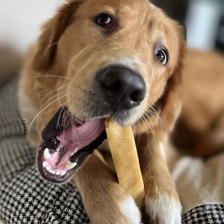 Himalayan Yak Chew (EXTRA LARGE) - themonogram manor 